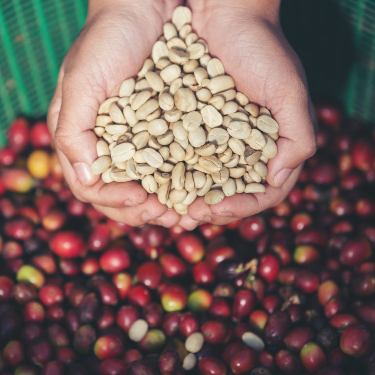 In the hands that carry coffee beans